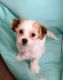 Shih-Poo Puppies for sale in Norwood Rd, Huntington, WV 25705, USA. price: $1,000