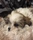 Shih-Poo Puppies for sale in Columbia, SC, USA. price: NA