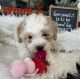 Shih-Poo Puppies for sale in Canton, OH, USA. price: $1,500
