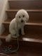 Shih-Poo Puppies for sale in Denville, NJ, USA. price: $600