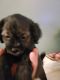 Shih-Poo Puppies for sale in Fairfield Township, OH, USA. price: NA