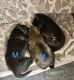 Shih-Poo Puppies for sale in Henderson, NV, USA. price: NA