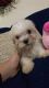 Shih-Poo Puppies for sale in Houston, TX, USA. price: NA