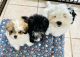 Shih-Poo Puppies for sale in Columbia, SC, USA. price: NA