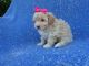 Shih-Poo Puppies for sale in Hacienda Heights, CA, USA. price: NA