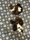 Shih-Poo Puppies for sale in Newark, NJ, USA. price: $850