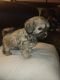 Shih-Poo Puppies for sale in Cypress, TX, USA. price: NA