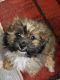 Shih-Poo Puppies for sale in Allen, TX, USA. price: NA