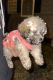 Shih-Poo Puppies for sale in Frisco, TX, USA. price: NA