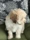Shih-Poo Puppies for sale in Yazoo City, MS 39194, USA. price: $850
