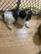 Shih-Poo Puppies for sale in Towson, MD, USA. price: NA