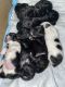 Shih-Poo Puppies for sale in San Diego, CA, USA. price: NA