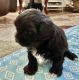 Shih-Poo Puppies for sale in Bolivar, MO 65613, USA. price: NA