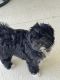 Shih-Poo Puppies for sale in Venice, FL, USA. price: $1,400