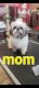 Shih-Poo Puppies for sale in Peoria, AZ, USA. price: NA