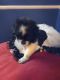 Shih-Poo Puppies for sale in 2485 N Kitley Ave, Indianapolis, IN 46219, USA. price: $750