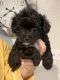 Shih-Poo Puppies for sale in Auburn, WA, USA. price: $1,900