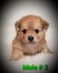 Shih-Poo Puppies for sale in Russellville, AL, USA. price: NA