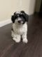 Shih-Poo Puppies for sale in Houston, TX 77051, USA. price: NA