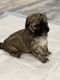 Shih-Poo Puppies for sale in Sellersburg, IN 47172, USA. price: $400