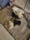 Shih-Poo Puppies for sale in Merritt Island, FL, USA. price: $950