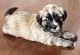 Shih-Poo Puppies for sale in Buford, GA 30519, USA. price: NA