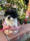 Shih-Poo Puppies for sale in Hacienda Heights, CA, USA. price: NA