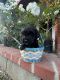 Shih-Poo Puppies for sale in Hacienda Heights, CA, USA. price: $800