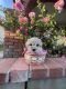 Shih-Poo Puppies for sale in Hacienda Heights, CA, USA. price: $800