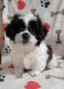 Shih-Poo Puppies for sale in Hartford, CT, USA. price: NA