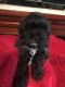 Shih-Poo Puppies for sale in St Joseph, MO, USA. price: NA