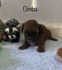 Shih-Poo Puppies for sale in Dover, OH, USA. price: NA
