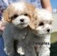 Shih-Poo Puppies for sale in Spokane, WA, USA. price: NA