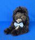 Shih-Poo Puppies for sale in Belleview, FL, USA. price: NA