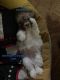 Shih-Poo Puppies for sale in Brooklyn, NY, USA. price: NA