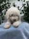 Shih-Poo Puppies for sale in Mundelein, IL, USA. price: $799