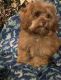 Shih-Poo Puppies for sale in Bumpass, VA, USA. price: $1,100