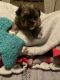 Shih-Poo Puppies for sale in Chillicothe, OH 45601, USA. price: $899