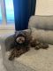 Shih-Poo Puppies for sale in Eaton, OH 45320, USA. price: NA