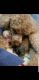 Shih-Poo Puppies for sale in Connersville, IN 47331, USA. price: $1,250