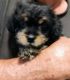 Shih-Poo Puppies for sale in Urbana, MO 65767, USA. price: NA