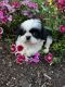 Shih-Poo Puppies for sale in Concord, NC, USA. price: NA