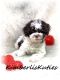 Shih-Poo Puppies for sale in Lipan, TX 76462, USA. price: $1,800