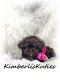 Shih-Poo Puppies for sale in Lipan, TX 76462, USA. price: $2,500