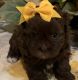 Shih-Poo Puppies for sale in Norwalk, CA, USA. price: $1,200