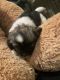 Shih-Poo Puppies for sale in Eden, NC 27288, USA. price: NA