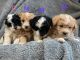 Shih-Poo Puppies for sale in MO-19, Missouri, USA. price: NA