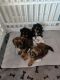 Shih-Poo Puppies for sale in NEW PRT RCHY, FL 34653, USA. price: NA