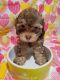 Shih-Poo Puppies for sale in Norwalk, CA, USA. price: NA