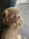 Shih-Poo Puppies for sale in Maitland, FL, USA. price: NA